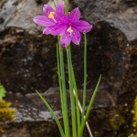 Olsynium douglasii is a flowering plant, commonly known as grasswidows. It is the only species in the genus Olsynium in North America, the remaining 11 species being from South America.