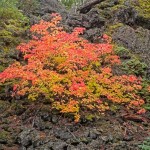 Glowing beauty of Vine Maple set against the dark flow of ʻaʻā lava.