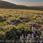 Sunrise over the flower covered Columbia Hills in the Dalles Mtn. State Park