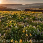 Glorious sunset from Tom McCall Preserve near Rowena Oregon. The lupines and balsamroots were brilliantly lit by the setting sun.
