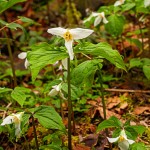 A nice patch of Trilliums early in the Spring in the Carter Bridge Campground along the Wild and Scenic Clackamas River