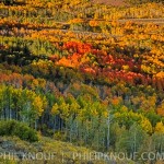 Sunrise over colorful Aspen trees in the Fish Creek drainage on Steens Mountain