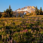 Lovely Lupines in the glow of sunset on Mt. Hood
