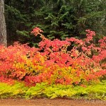 Blazing Vine Maple color just west of Trout Lake, WA.