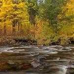 Golden colors along Trout Creek in Trout Creek Campground