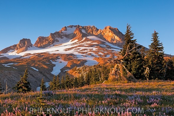Sunset glow on Mt. Hood and flowers in an alpine meadow along the Timberline Trail (Philip A. Knouf)
