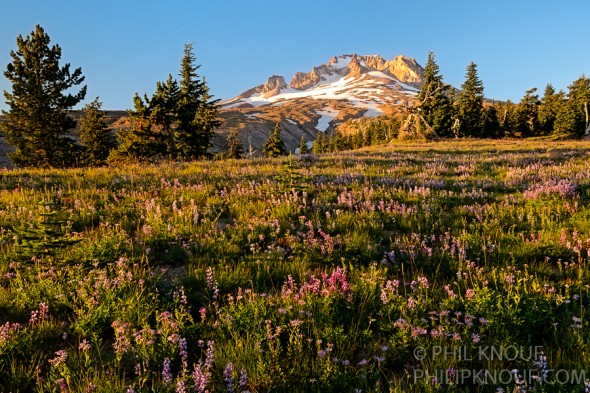 Lovely Lupines in the glow of sunset on Mt. Hood (Philip A. Knouf)