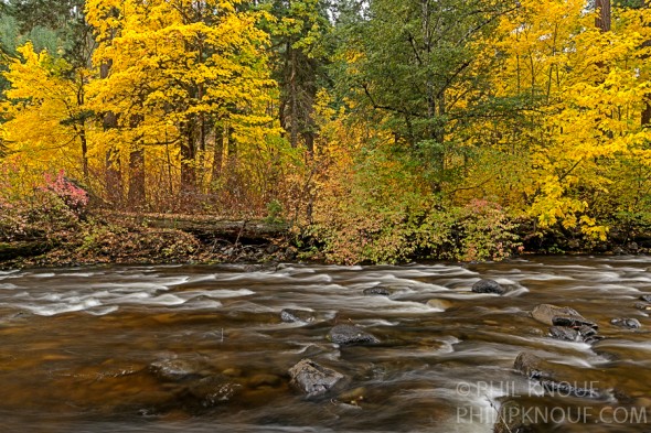 Golden colors along Trout Creek in Trout Creek Campground (Philip A. Knouf)