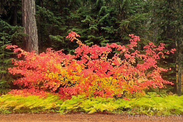Blazing Vine Maple color just west of Trout Lake, WA (Philip A. Knouf)