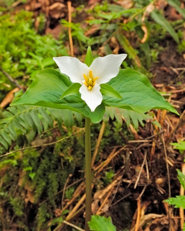 Trilliums abound in the Spring in Forest Park,  Portland, Oregon. (Philip A. Knouf)