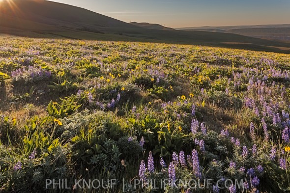 Sunrise over the flower covered Columbia Hills in the Dalles Mtn. State Park (Philip A. Knouf)