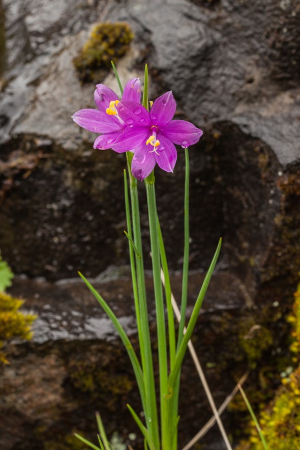 Olsynium douglasii is a flowering plant, commonly known as grasswidows.  It is the only species in the genus Olsynium in North America, the remaining 11 species being from South America.  These grasswidows were found next to a basalt wall in the Tom McCall Preserve in Oregon. (Philip A. Knouf)