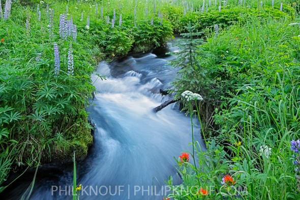 Graceful Lupines and red Indian Paintbrush grow next to a small stream in the Mt. Adams Wilderness. (Philip A. Knouf)