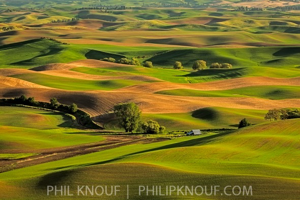 The glow of late afternoon and long shadows provides for dramtic light of the Palouse region of Washington. (Philip A. Knouf)
