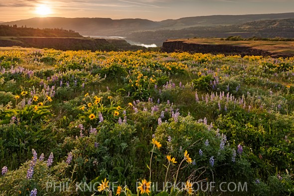 Glorious sunset from Tom McCall Preserve near Rowena Oregon.  The lupines and balsamroots were brilliantly lit by the setting sun. (Philip A. Knouf)