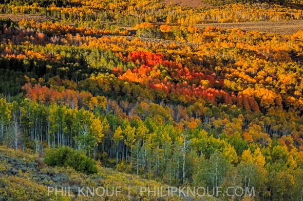 Sunrise over colorful Aspen trees in the Fish Creek drainage on Steens Mountain (Philip A. Knouf)