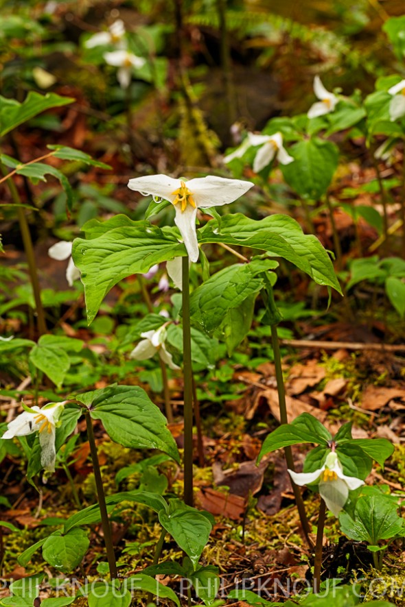 A nice patch of Trilliums early in the Spring in the Carter Bridge Campground along the Wild and Scenic Clackamas River (Philip A. Knouf)