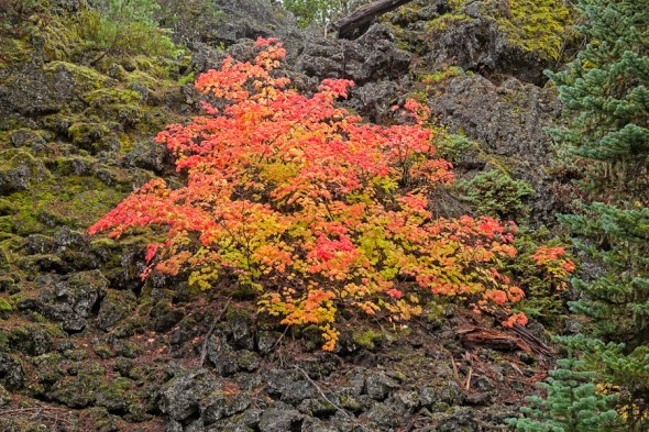 Glowing beauty of Vine Maple set against the dark flow of aa lava. (Philip A. Knouf)